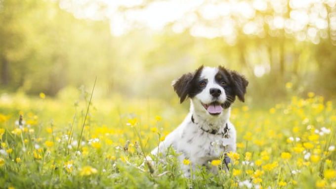 Your 2026 Pet Spring Allergies Checklist