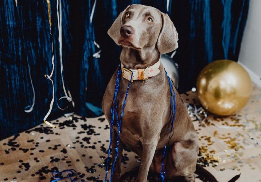 A dog looking up surrounded by new year's decorations and confetti
