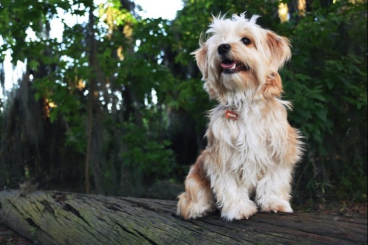 Fluffy beige and white dog sitting on a log outdoors.