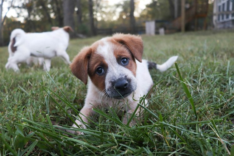 Puppy digging in the backyard