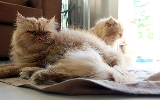 cards Meet the Exotic Longhair Cat