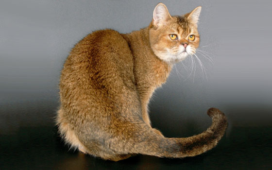 cards Guide to Exotic Shorthair Cats
