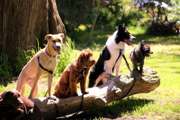 Group of dogs perched on a fallen tree