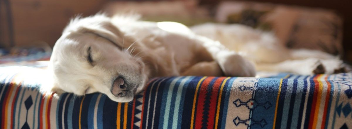 Dog sleeping on a blanket