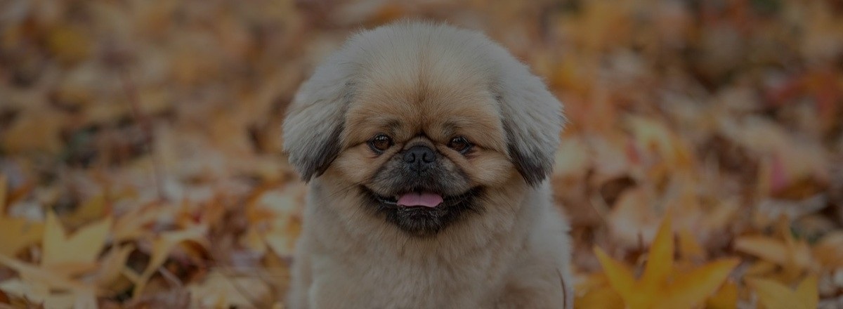 Sleeping dog at a campsite.