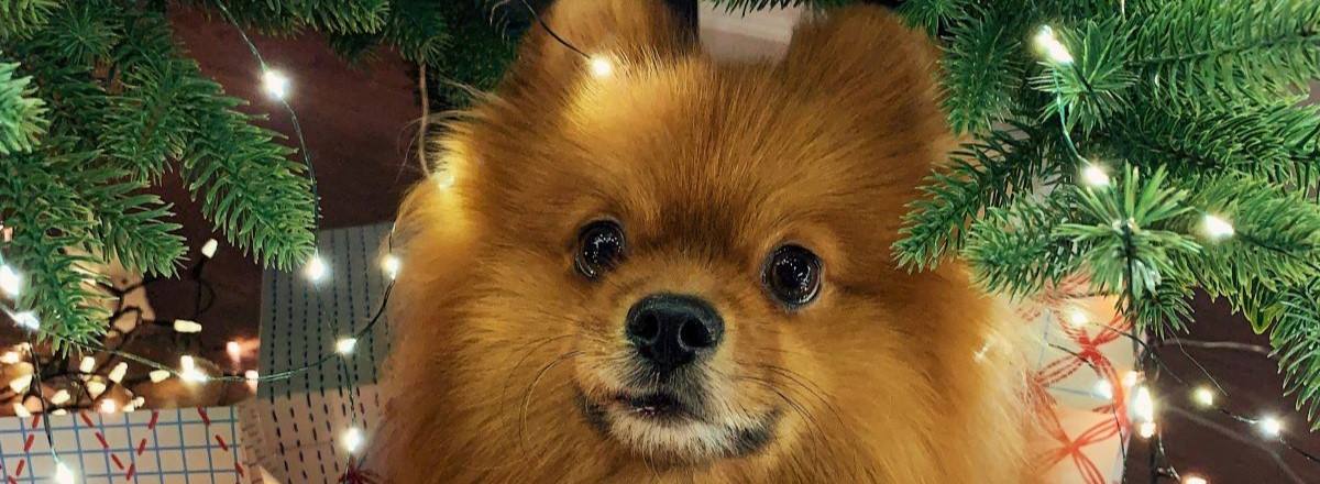 Five dogs wearing red neckerchiefs.