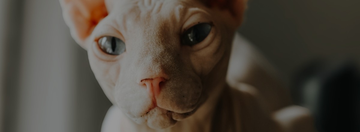 A cat and a dog looking at each other with toys in between them.