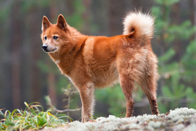 Finnish Spitz