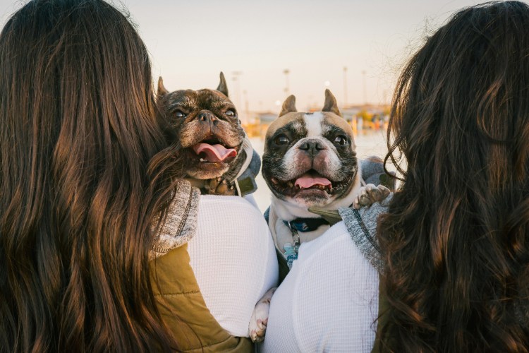 Two French Bulldogs being held