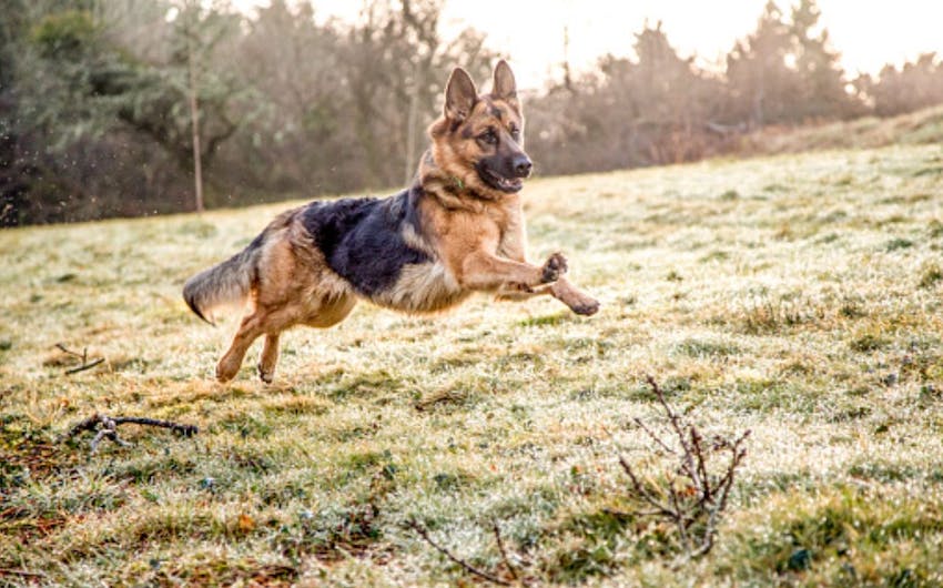 A German shepherd leaping through a field