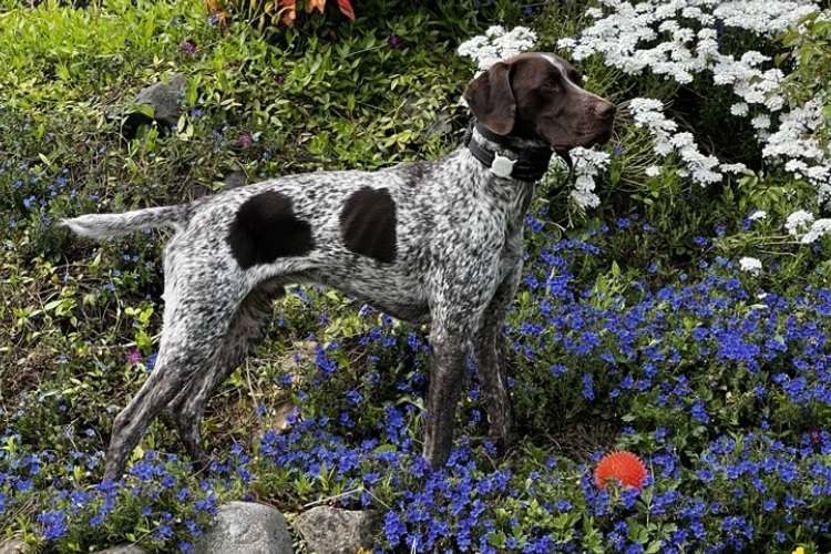 cards A Guide to the German Shorthaired Pointer