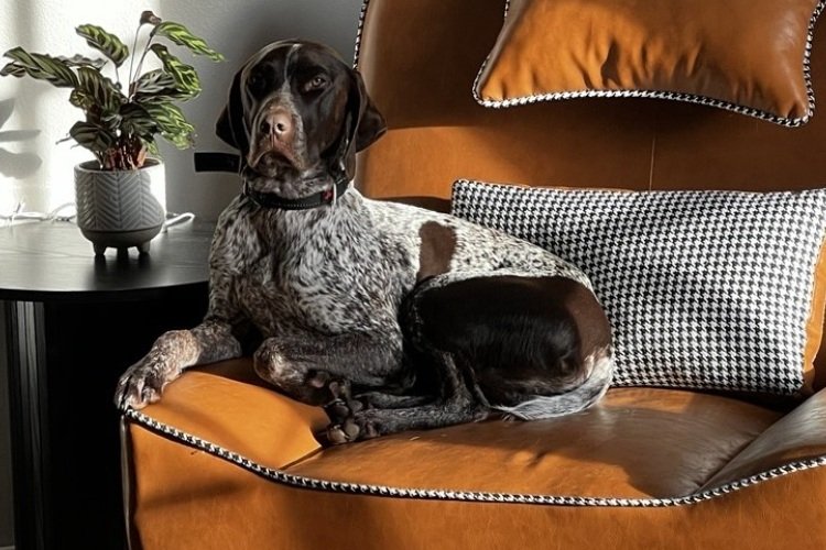 German shorthaired pointer relaxing on a chair indoors