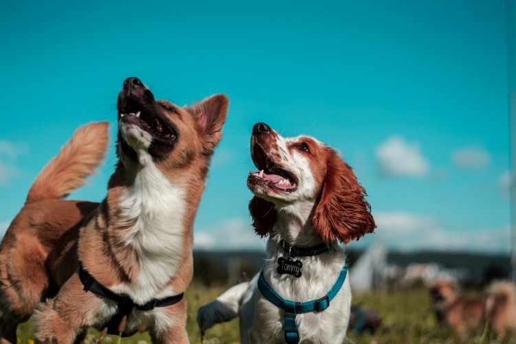 Should I Get a Second Dog? What to Know