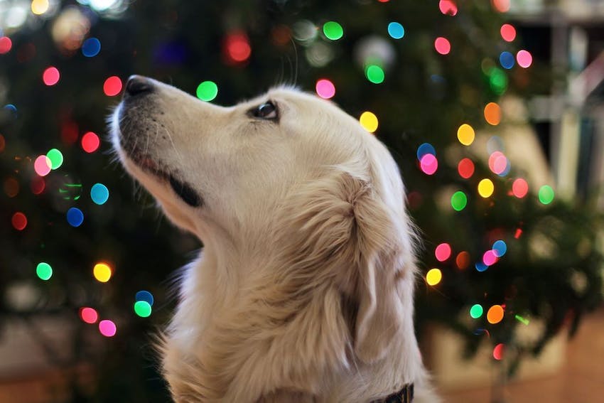 Side view of a dog looking up in front of a Christmas tree