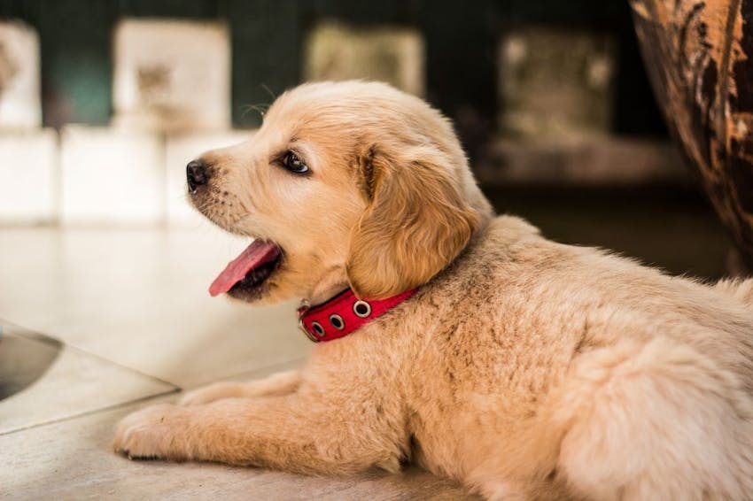 A golden retriever puppy laying on the floor of a home that has been puppy-proofed.
