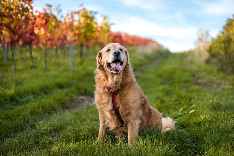 Golden Retriever sitting in grass