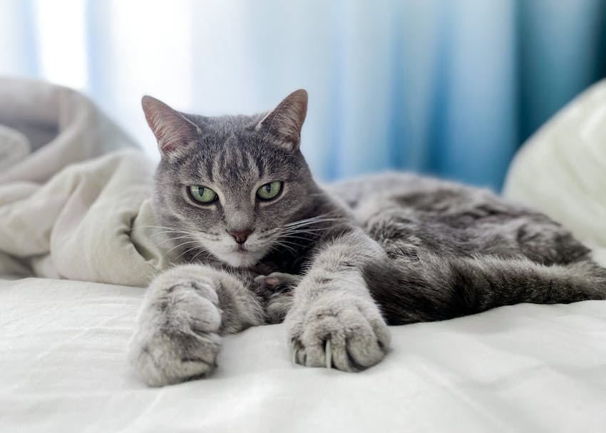 Gray cat on a bead kneading its paws.