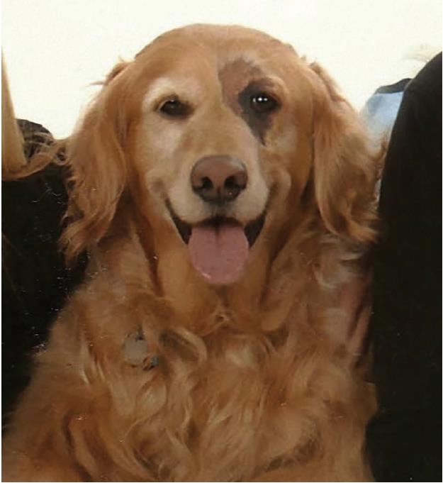 Golden retriever looking at the camera indoors