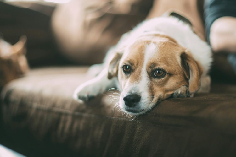 How Does Marijuana Affect Dogs?
