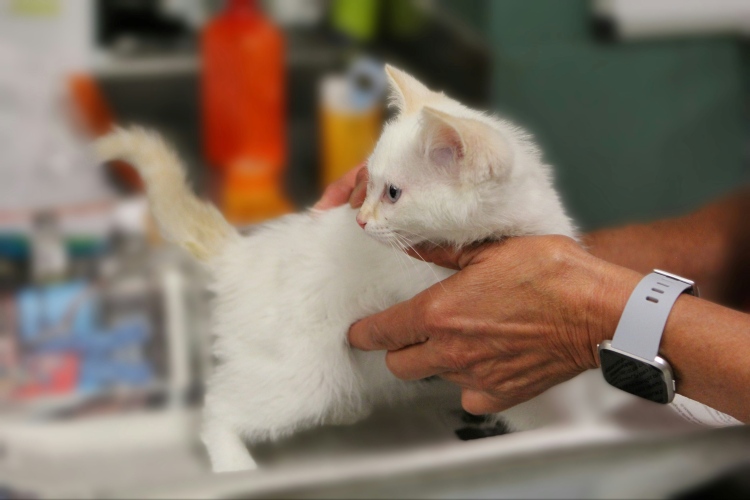kitten at the vet getting a checkup
