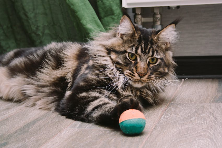 Close-up of a tabby cat kitten sleeping on a floor.