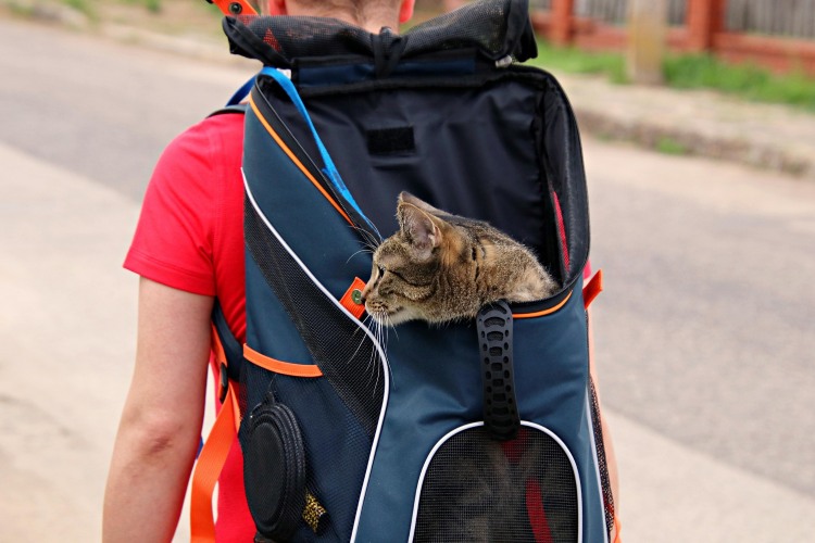 pet owner carrying cat carrier backpack