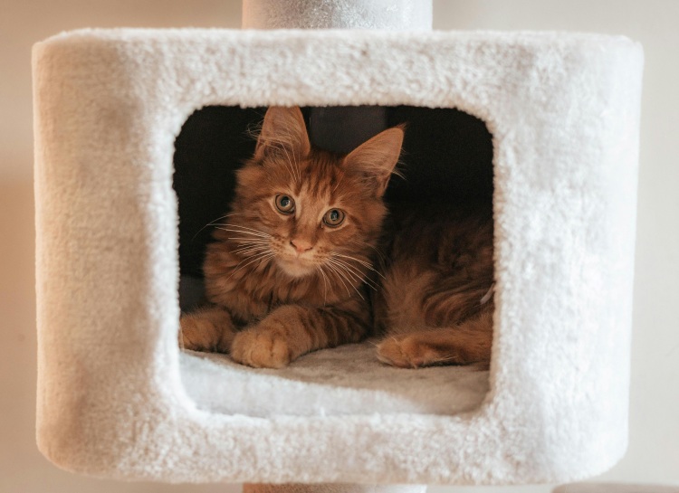 cat sleeping in cat tower