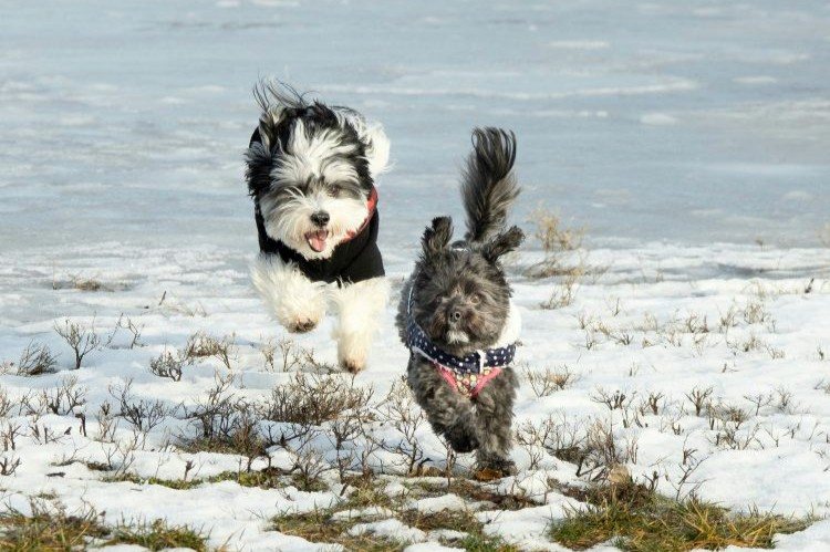 small dogs running in the snow