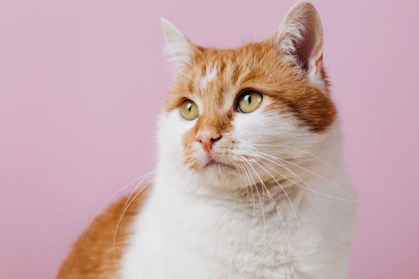 An orange and white cat on a pink background looking to the side