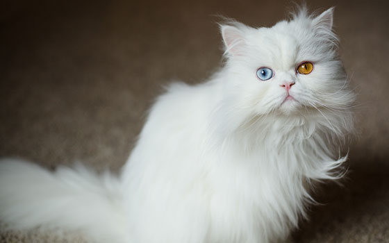cards Persian Cat Breed Guide