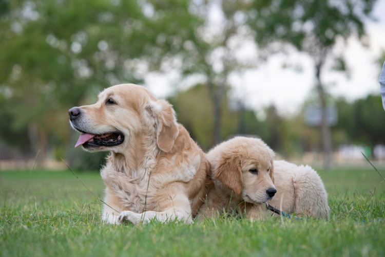 What $4B in Vet Invoices Reveals About Pet Care Costs