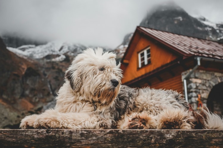 Shedding Season Is Here: Normal Coat Blow vs. a Skin Problem