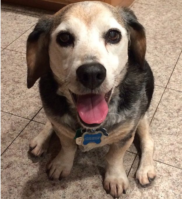 Mixed breed dog inside