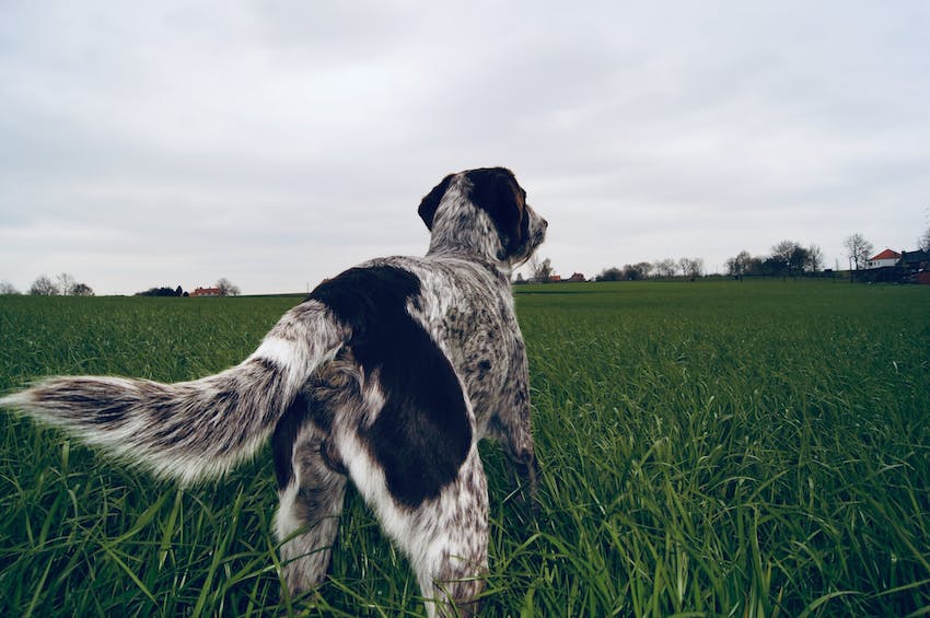Black and gray dog stands in a field with long grass