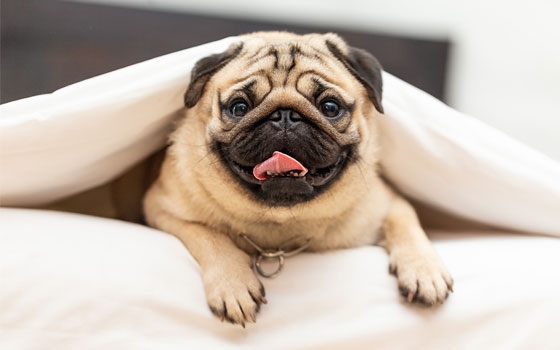 cards Pugs: An In-depth Look