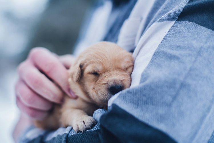 puppy sleeping in owner's arms