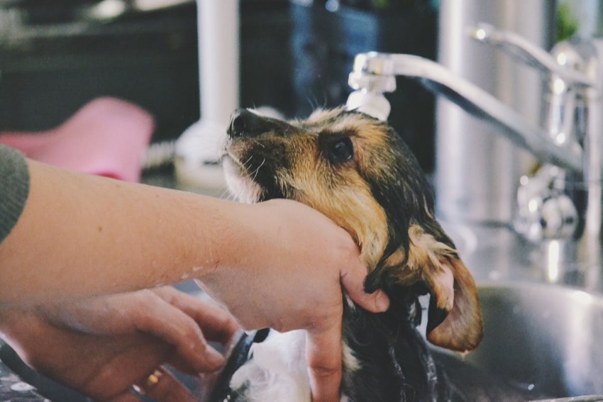 Close up view of a pet owner washing a brown and black puppy.