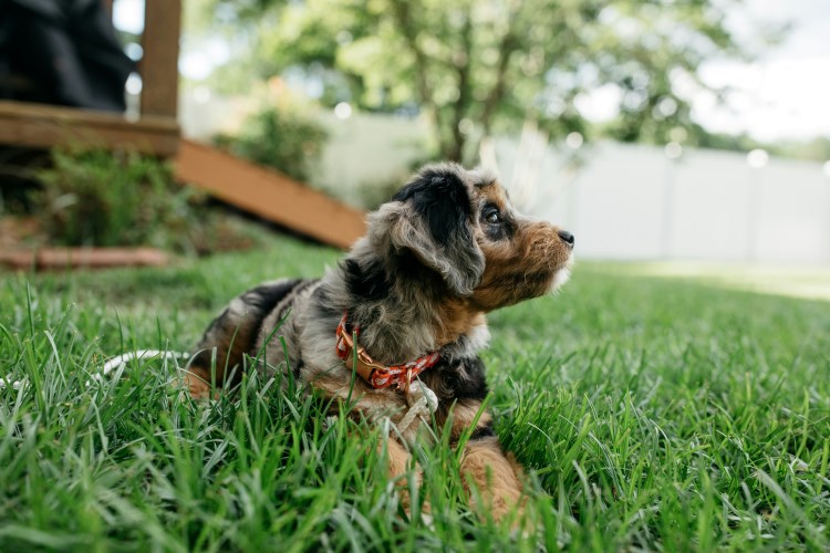 How Often Should You Take Your Puppy to the Vet in the First Year?