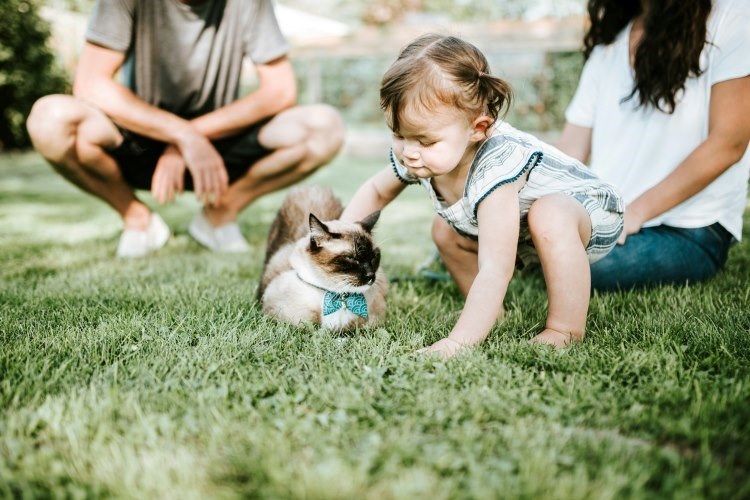 Is Your Household Ready for a Pet?