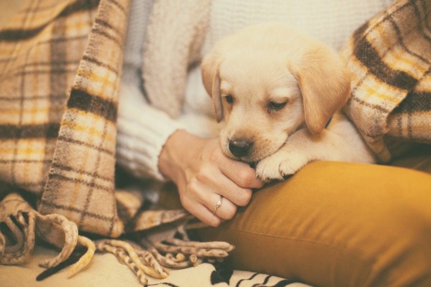 Close up of a puppy laying on pet owner's lap