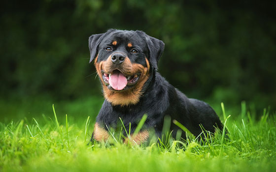 cards What is the Rottweiler Really Like? A Breed Guide