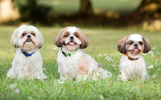 cards Shih Tzu Breed Guide: History, Care Tips & Fun Facts