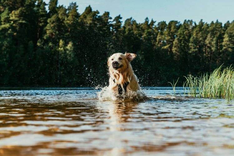 Dog splashing through lake water