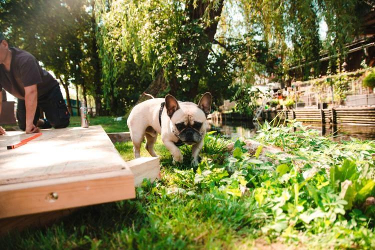 Pug exploring garden