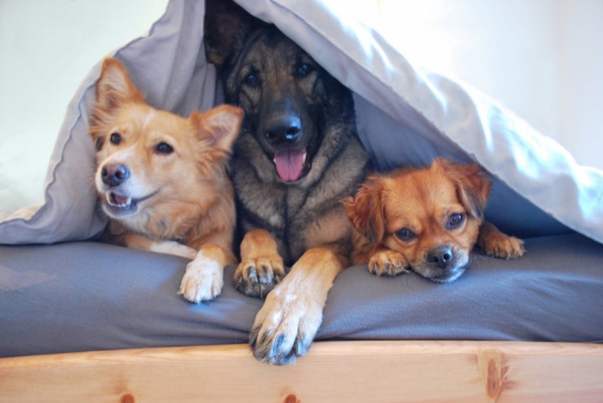 Three dogs of different breeds and ages cuddling on a bed under a comforter