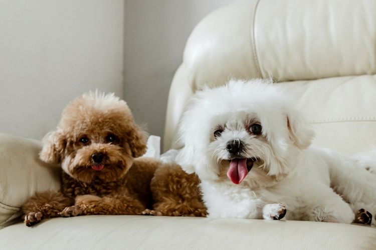 toy poodle and white dog sitting together