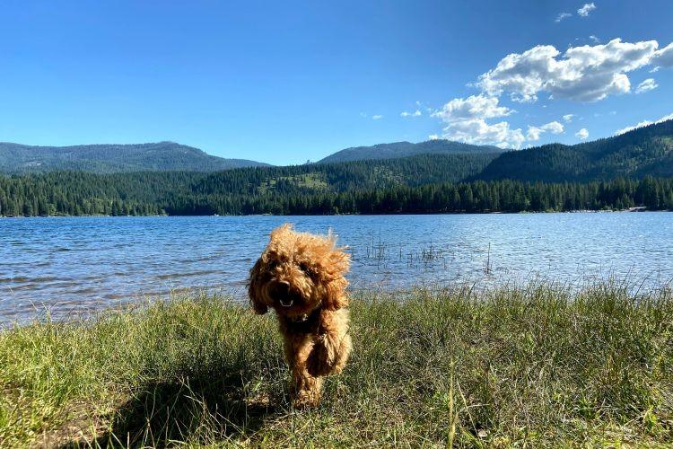 toy poodle running near a lake