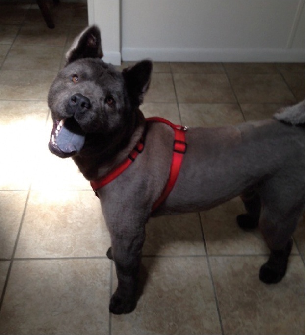 Dog standing indoors