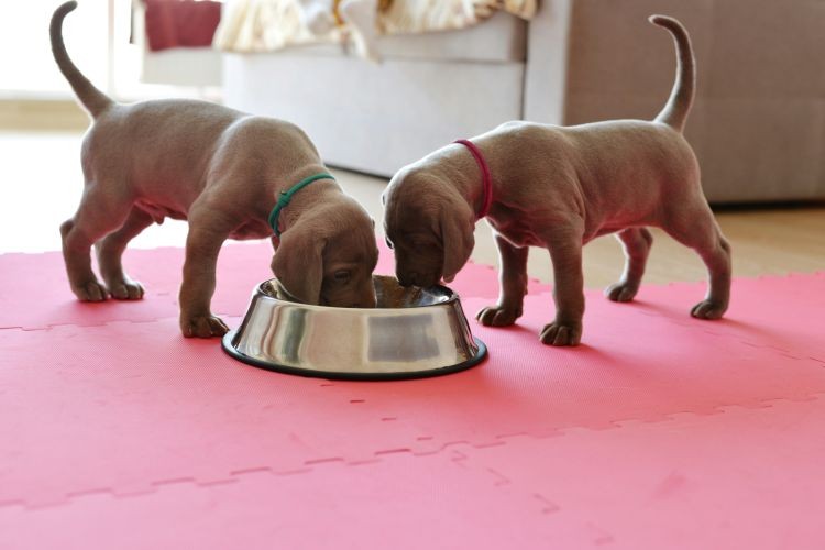 two puppies eating from a food bowl