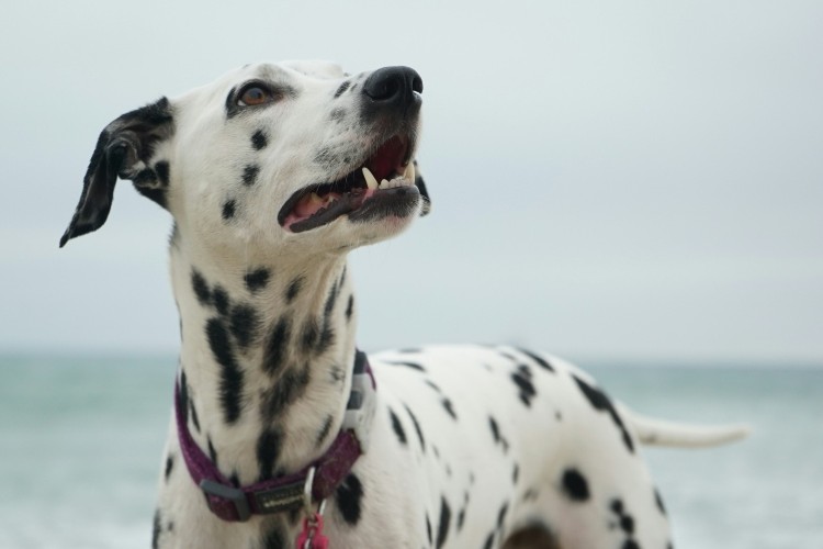 Dalmatian wearing a purple collar near the ocean